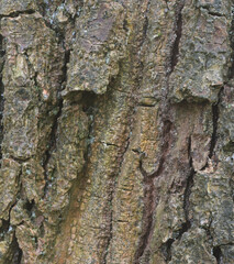 Beautiful close-up of the bark of quercus dentata