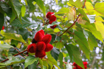 Achiote is a plant used in cooking. From the achiote seed is extracted a dye widely used in the food, cosmetic and textile industries.