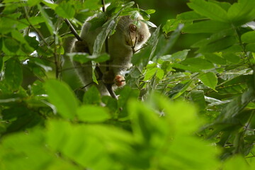 Obraz premium The Maluku cuscus or marsupial species from the Phalangeridae family is playing in a tree