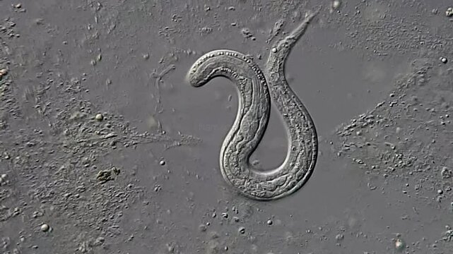 Nematode Parasite in canine under DIC microscope 