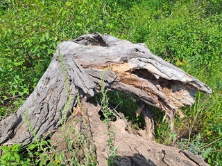 stump