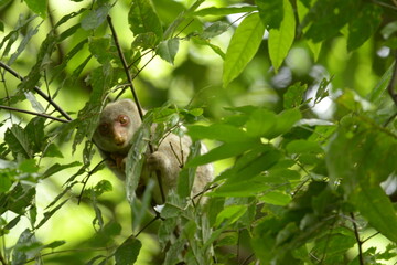 The Maluku cuscus or marsupial species from the Phalangeridae family is playing in a tree