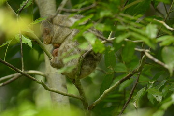 The Maluku cuscus or marsupial species from the Phalangeridae family is playing in a tree