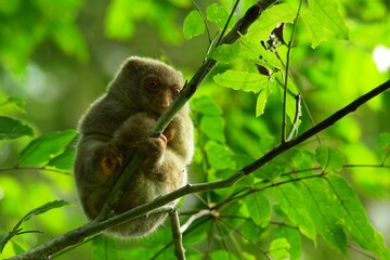 The Maluku cuscus or marsupial species from the Phalangeridae family is playing in a tree