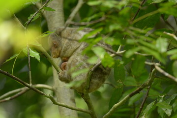 The Maluku cuscus or marsupial species from the Phalangeridae family is playing in a tree