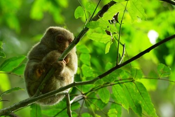 The Maluku cuscus or marsupial species from the Phalangeridae family is playing in a tree