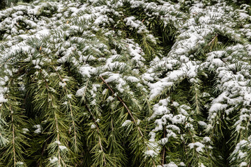 Green pine branches covered with snow in the winter forest closeup as Christmas background