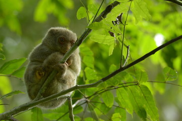 The Maluku cuscus or marsupial species from the Phalangeridae family is playing in a tree