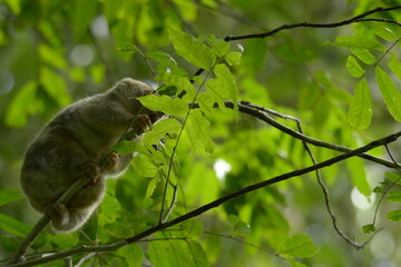 The Maluku cuscus or marsupial species from the Phalangeridae family is playing in a tree