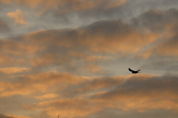 Silhouette of a Crow at Sunset