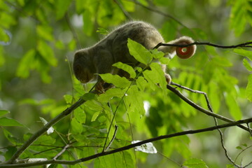 The Maluku cuscus or marsupial species from the Phalangeridae family is playing in a tree