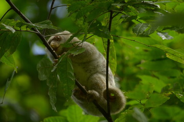 The Maluku cuscus or marsupial species from the Phalangeridae family is playing in a tree
