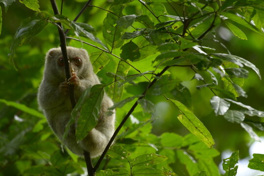 The Maluku cuscus or marsupial species from the Phalangeridae family is playing in a tree