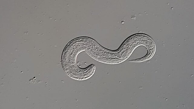 Nematode Parasite under DIC microscope 