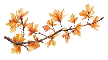 A delicate branch adorned with vibrant orange leaves, showcasing the beauty of autumn foliage against a clean background.
