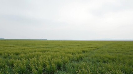 Obraz premium A serene and peaceful landscape of flat grassland under a soft grey sky, countryside, open field