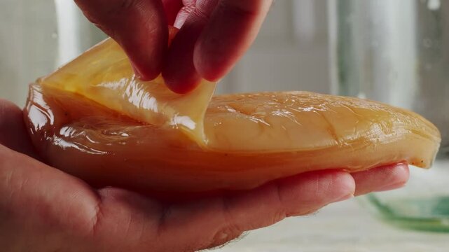 Kombucha tea, scoby fungus homemade Kombucha fermented drink, bacteria and yeast, fermentation, probiotic, Scoby, mushroom pro biotic, healthy fermented tea