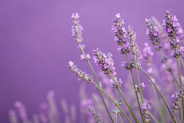 Naklejka premium Delicate lavender flowers painted in soft pastel hues against a rich purple background, bouquet, artwork, lavender, painting