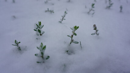 First Snowfall in Milwaukee: November's Frosted Greener