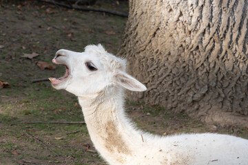 Lama © waechter-media.de