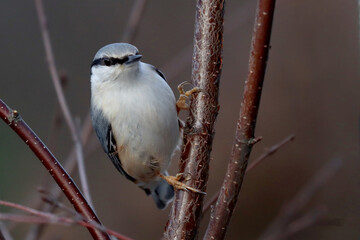 Eurasian nuthatch
