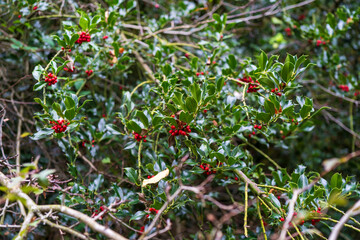 Red berries on green holly leaves. Bright natural colors concept