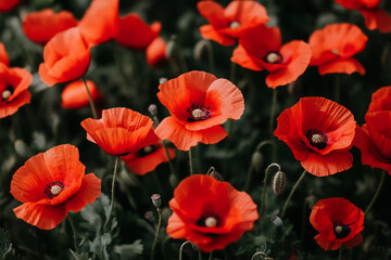 Fototapeta premium Red poppy flower in the field on a gray background with selective color,