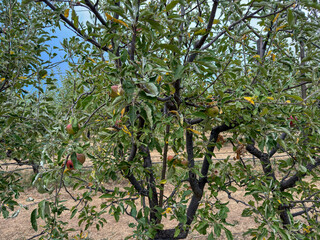 Apple orchard, rows of apple trees full of fruit ready for picking, Julian, South California. USA