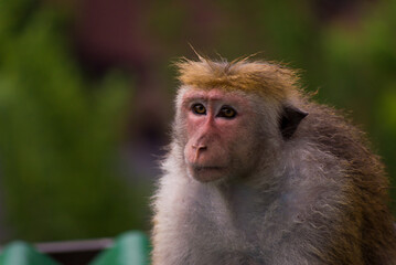 Chimpanzees on Island Paradise: Family Life in Close Harmony with Nature