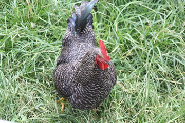 rooster in the grass
