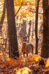 Majestic White-Tailed Deer Standing Amidst Vibrant Fall Foliage in Serene Forest Setting â€“ Perfect for Nature and Wildlife Photography