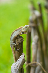 Wildlife on Islands Greenery and Lizard in a Beautiful Natural Habitat
