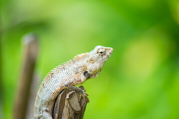 Wildlife on Islands Greenery and Lizard in a Beautiful Natural Habitat