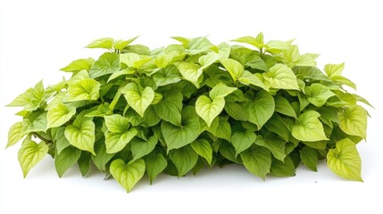 Fototapeta premium Lush green Sweet Potato vine plant known as Sweet Caroline, featuring heart-shaped leaves, displayed against a clean white background.