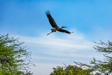 Free fly in the sky with no limits - an idea - hornbill stork during a flight.