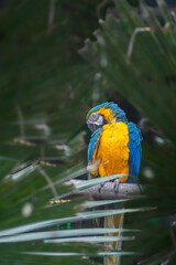 Variety of vividly vibrant colorful parrot Macaw sitting in dark background.