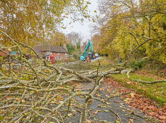 Collapsed Ash tree across road due to Ash Dieback, Sussex in autumn