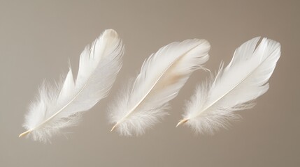 Obraz premium Delicate white feathers gracefully drifting with a soft, airy ambiance, surrounded by ample negative space ideal for textual overlay.