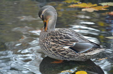 Wild duck mallard female standing on the stone in the water of autumn pond and clearning feathers. Closeup photo outdoors..Duck mallard wildlife concept. Free copy space.