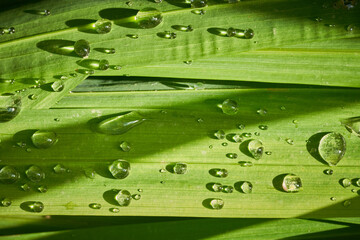 Close up of water droplets on a green leaf strong side lighting