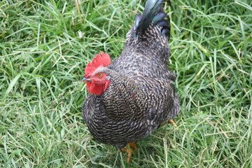 rooster in the grass