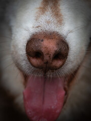 Red siberian husky close up nose snout portrait