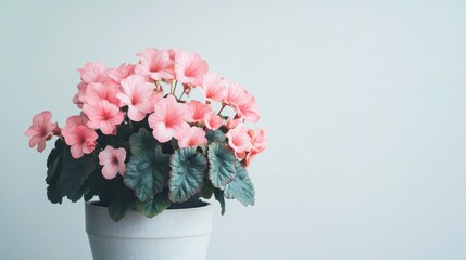 Blooming Begonia Tamaya houseplant featuring vibrant pink flowers and lush green leaves in a simple white pot against a soft white backdrop