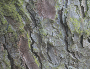 Beautiful close-up of the bark of larix decidua