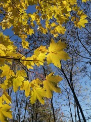 Autumn beauty