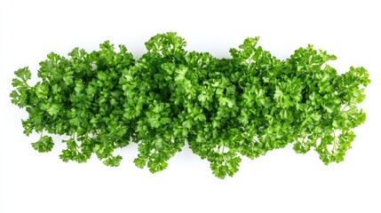Obraz premium Lush green parsley leaves arranged neatly on a white background, perfect for culinary decoration or showcasing botanical freshness.