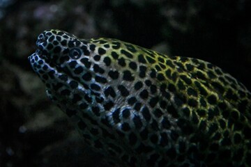 Close up of a moray eel underwater