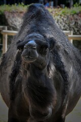 Frontal view of a camel