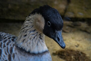 Close up of a goose.