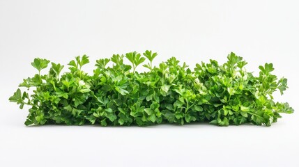 Vibrant bunch of fresh parsley with lush, green leaves against a clean white background, perfect for culinary presentations and botanical illustrations